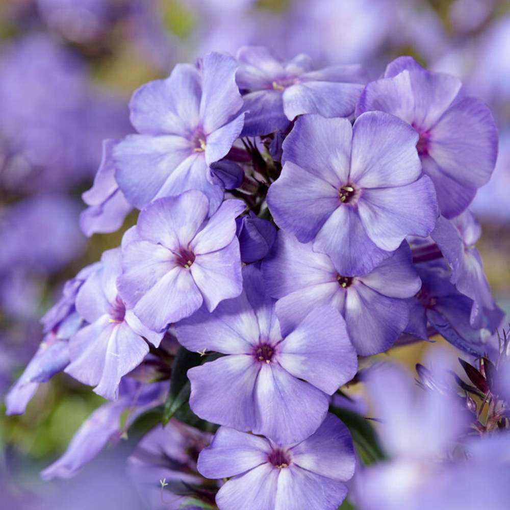 Høstfloks 'Blue Paradise'